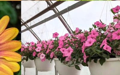 Mother’s Day Farmers’ Market