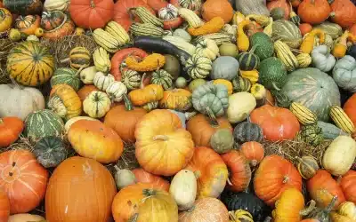 Harvest Festival: Saturday-Sunday Event