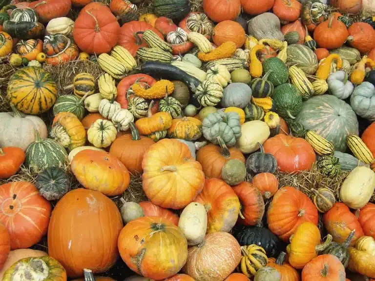 harvest squashes
