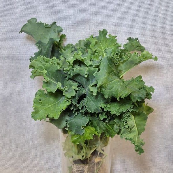 Kale