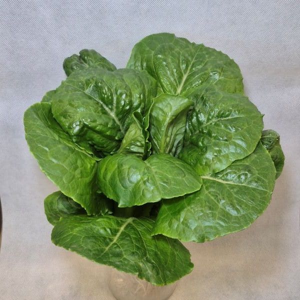 Romaine Lettuce
